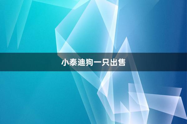小泰迪狗一只出售